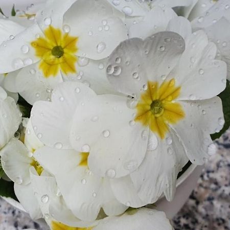 Daisy Apartment พูลา ภายนอก รูปภาพ